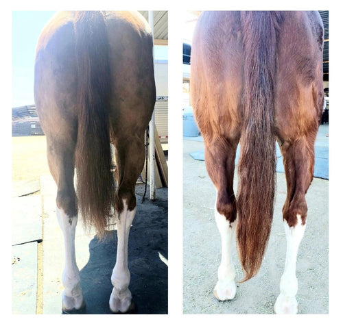 Horse Guard Hoof & Hair Guard